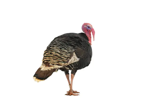 Male Bronze Turkey Isolated White Background — Stock Photo, Image