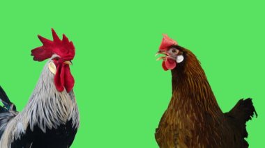 Horoz ve tavuk yeşil ekranda.