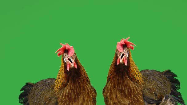 Ayam Bernyanyi Layar Hijau — Stok Video