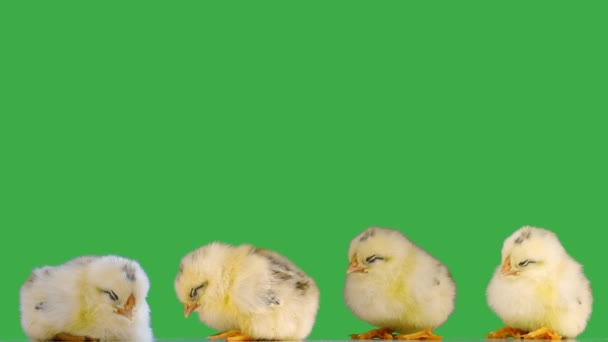 Schlafende Hühner Auf Einem Grünen Bildschirm — Stockvideo