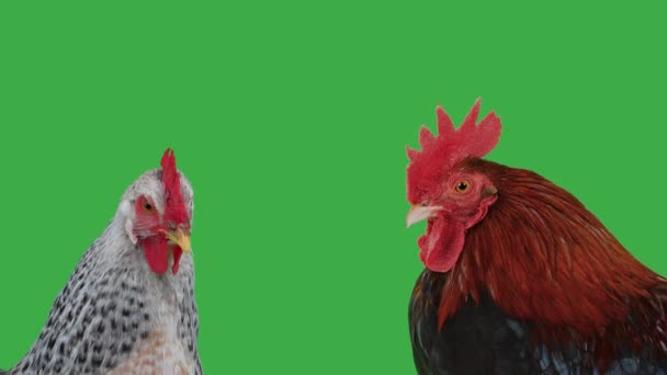 Ayam Jantan Dan Ayam Betina Pada Layar Hijau — Stok Video
