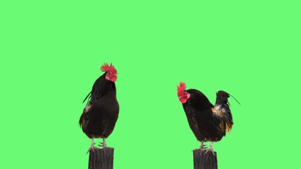 Two Roosters Singing Tree Stump Green Screen — Stock Video