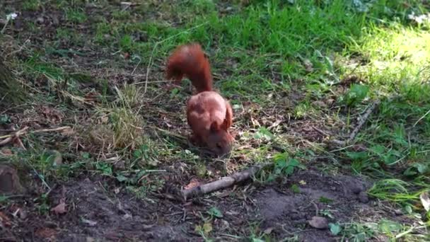 Squirrel Eats Nuts Park Summer — Stock Video