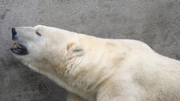 Isbjörn Lider Varmt Väder — Stockvideo