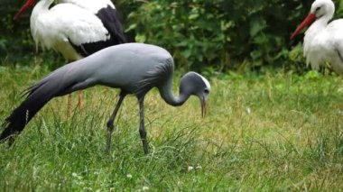 stork in the forest in summer
