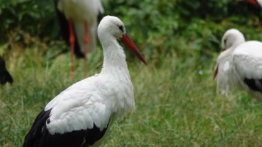 stork in the forest in summer