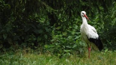 stork in the forest in summer