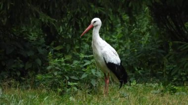 stork in the forest in summer