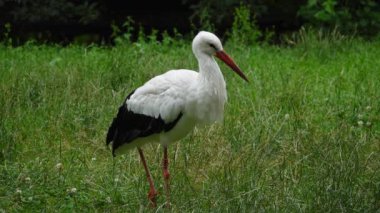 stork in the forest in summer