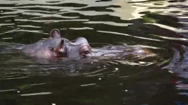 Big Hippopotamus Swims Water Summer — Stock Video