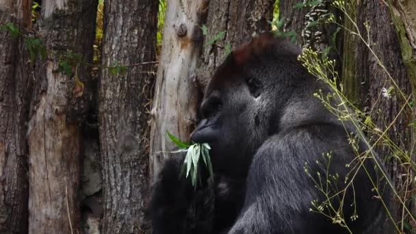 Gorila Comer Árbol Hojas Hábitat Natural — Vídeo de stock