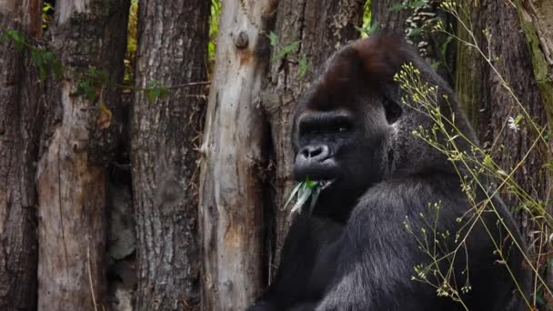 Gorila Comendo Folhas Árvore Habitat Natural Câmera Lenta — Vídeo de Stock