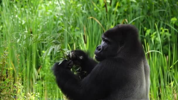 Gorila Comiendo Una Ramita Sauce Sobre Fondo Negro — Vídeo de stock