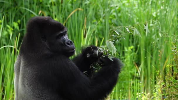 Gorila Comer Galho Salgueiro Fundo Preto Câmera Lenta — Vídeo de Stock