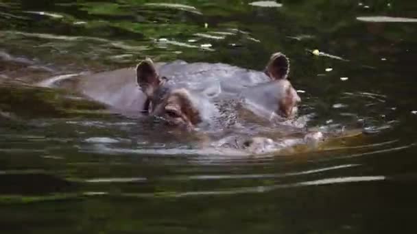Hippopotamus 여름에 물에서 — 비디오