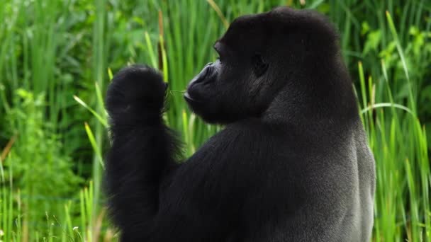 Gorille Manger Une Brindille Saule Sur Fond Noir Ralenti — Video