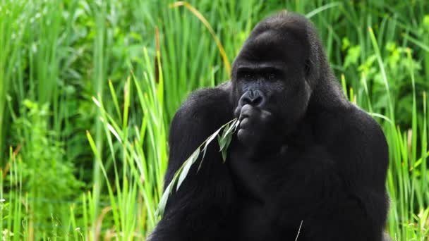 Gorilla Eten Een Wilg Takje Een Zwarte Achtergrond Slow Motion — Stockvideo