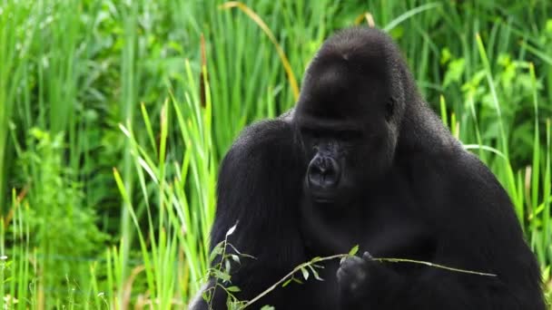 Gorilla Eszik Egy Fűzfa Gallyat Egy Fekete Háttér — Stock videók