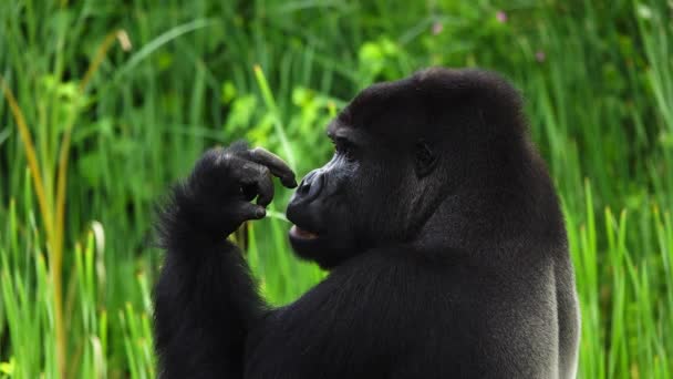 Gorilla Eten Boom Bladeren Natuurlijke Habitat Slow Motion — Stockvideo