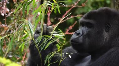 gorila eating a willow twig against the background of the forest
