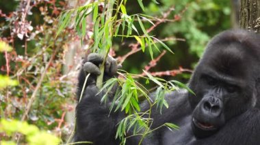 gorila eating a willow twig against the background of the forest