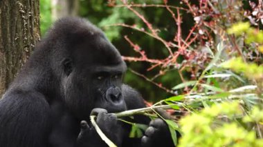 gorila eating a willow twig against the background of the forest