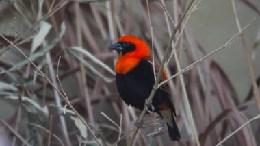 Euplectes orix sitting on a tree branch on a gray background