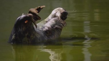 Gri foklu deniz gezgini