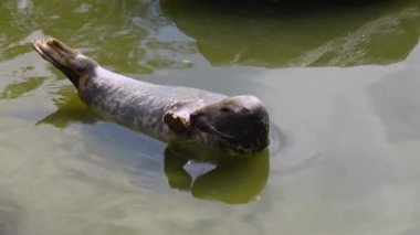 Gri foklu deniz gezgini