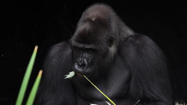 Gorilla Eszik Egy Fűzfa Gallyat Egy Fekete Háttér — Stock videók