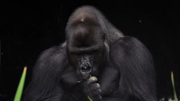 Gorilla Eten Een Wilg Takje Een Zwarte Achtergrond — Stockvideo