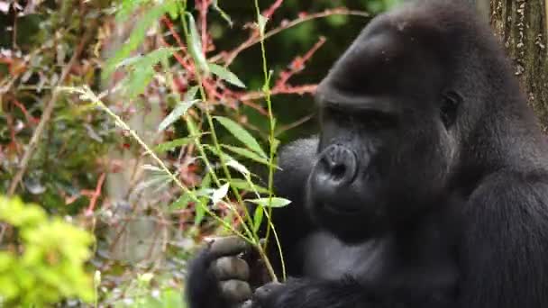 Fekete Háttér Gorilla Eszik Egy Fűzfa Gallyat Egy Fekete Háttér — Stock videók