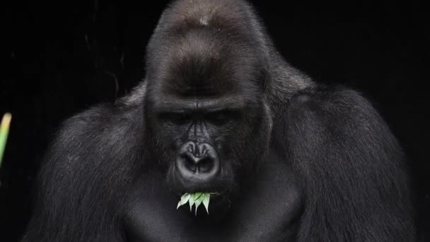 Gorilla Een Zwarte Achtergrond Slow Motion — Stockvideo