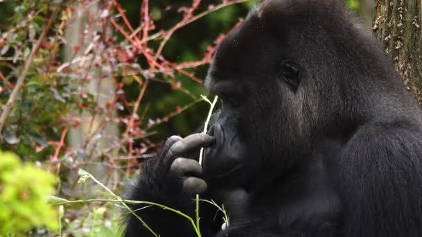 Gorilla Krabt Zijn Neus Tegen Achtergrond Van Het Bos — Stockvideo
