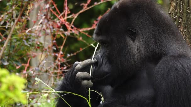 Gorilla Krabt Zijn Neus Tegen Achtergrond Van Het Bos Slow — Stockvideo