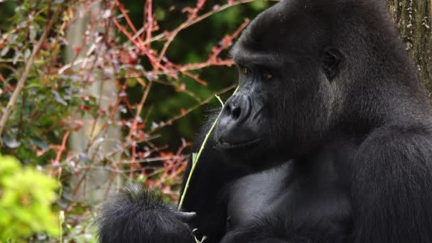 Gorilla Blickt Vor Dem Hintergrund Des Waldes Weg — Stockvideo