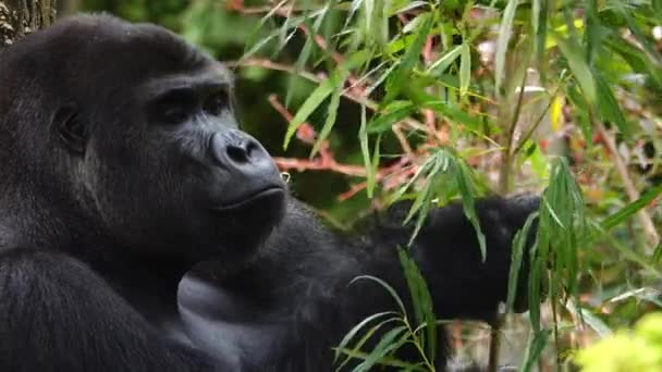 Gorila Eating Willow Twig Background Forest — Vídeo de stock