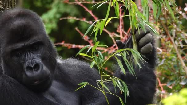 Gorila Eating Willow Twig Background Forest — Vídeo de stock