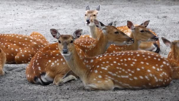 Family Splashing Deer Resting Shade — Video