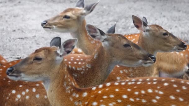 Family Splashing Deer Resting Shade — Video