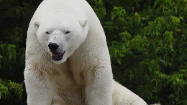 Polar Bear Sweltering Heat Backdrop Forest — Stok Video