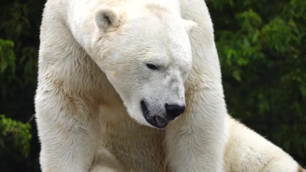 Polar Bear Sweltering Heat Backdrop Forest – Stock-video