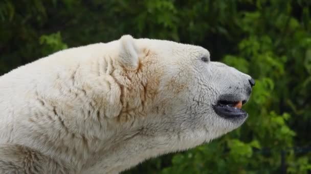 Polar Bear Sweltering Heat Backdrop Forest — 图库视频影像