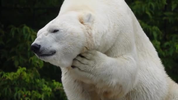 Polar Bear Sweltering Heat Backdrop Forest — ストック動画