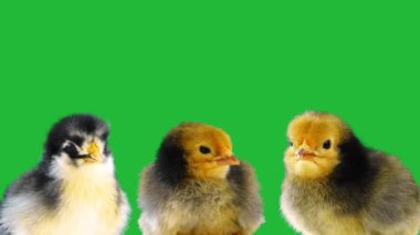 Yeşil ekranda izole edilmiş bir civcivin yakın çekimi