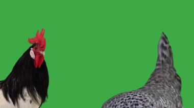 Horoz ve tavuk yeşil ekranda.