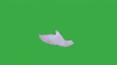 Yeşil ekranda uçan beyaz güvercin