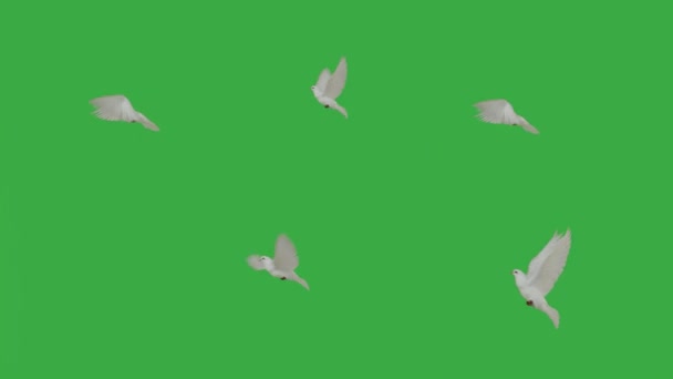 Летящий Белый Голубь Зеленом Экране — стоковое видео