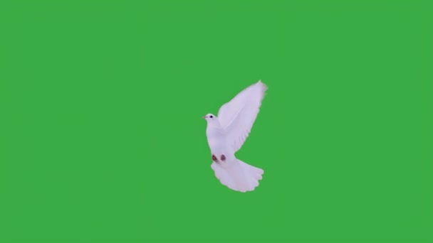 Vliegende Witte Duif Een Groen Scherm — Stockvideo