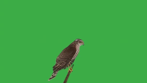 Hawk Ecran Verde — Videoclip de stoc